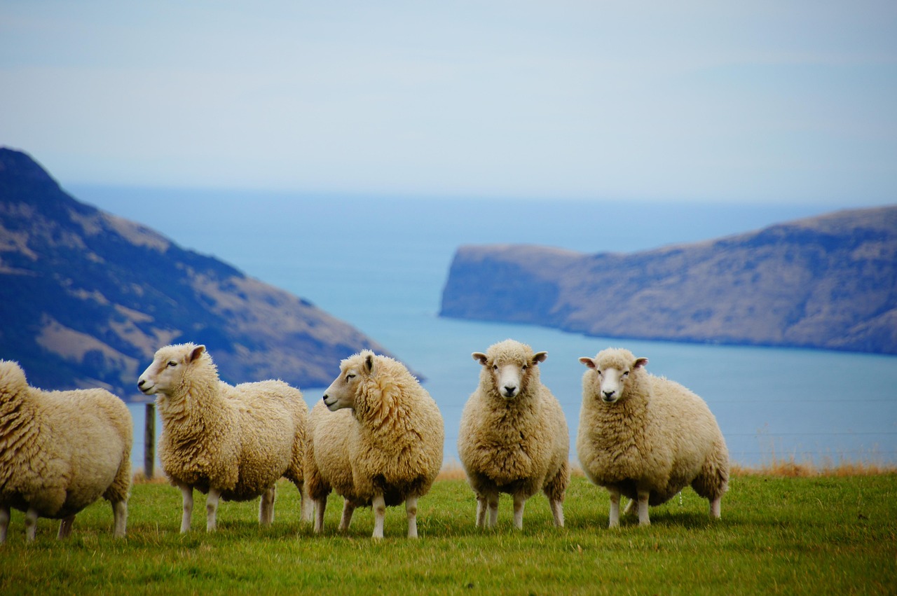 New zealand, nature, sea — How Buying Watches in Munich Offers Opportunities to Acquire Quality Timepieces From Trusted Deale