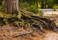close-up of tree roots with moss and ground debris