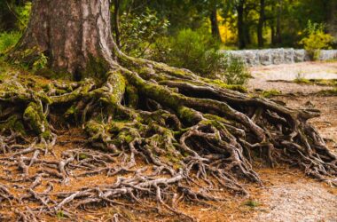 close-up of tree roots with moss and ground debris