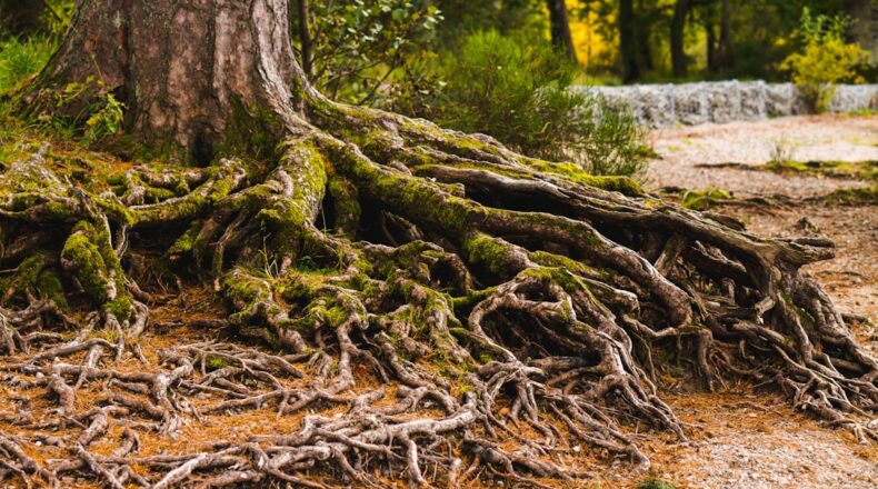 close-up of tree roots with moss and ground debris